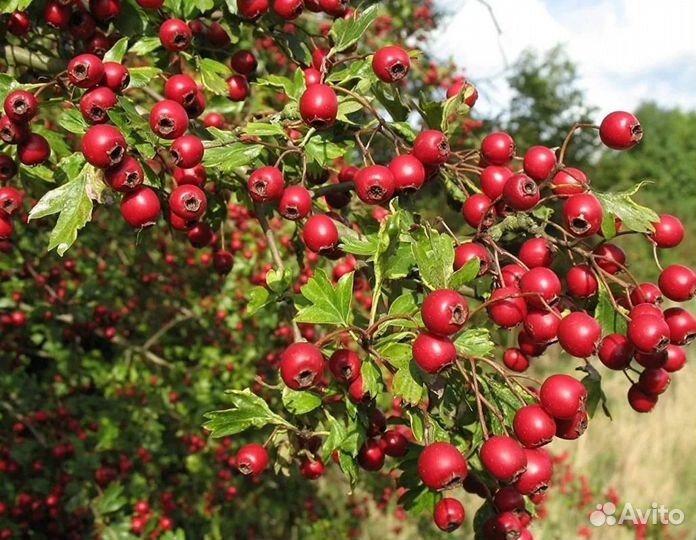 Саженцы боярышника обыкновенного