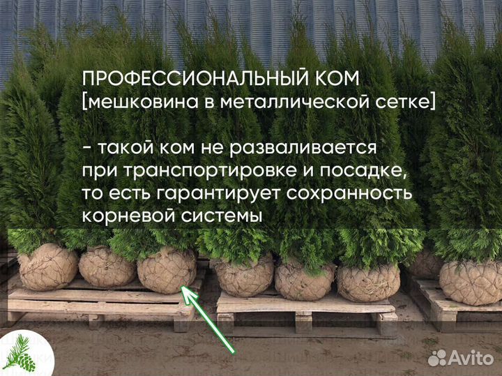 Туя Смарагд 130-150см для посадки летом