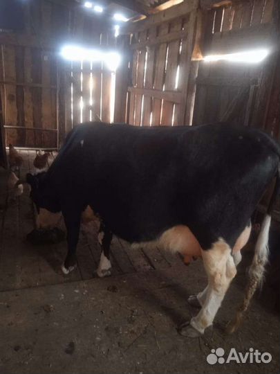 Корова дойная