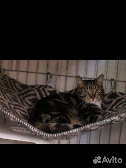 Отдам бесплатно