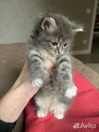 Котята в добрые руки даром