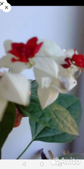 Клеродендрумы