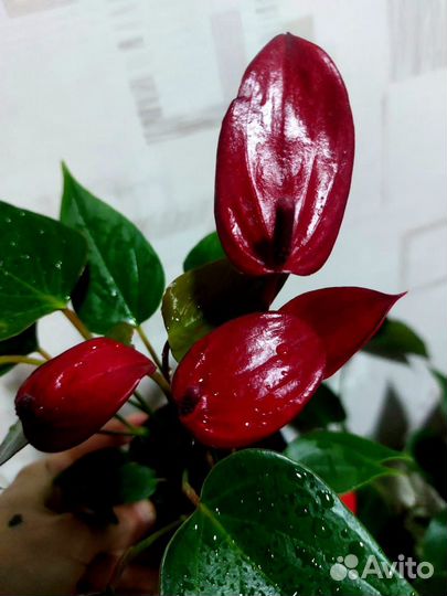 Антуриум редкие сорта
