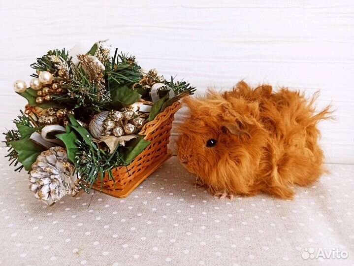 Морская свинка