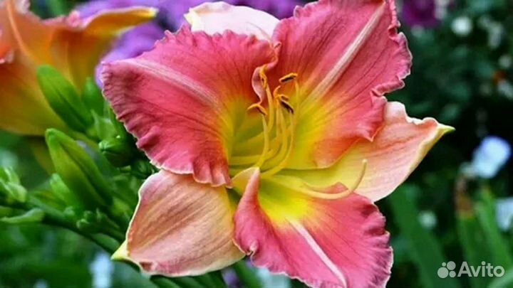 Многолетние садовые цветы