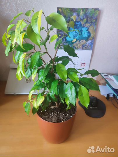 Фикус Бенджамина