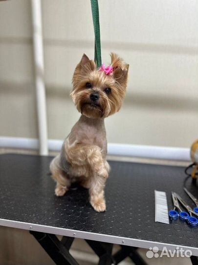 Йоркширский терьер