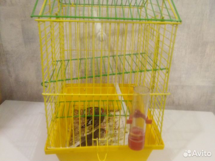 Продам 2 - х амадинов