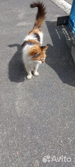 Кошка в дар