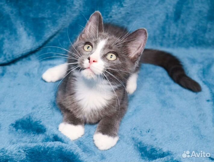Серый котёнок