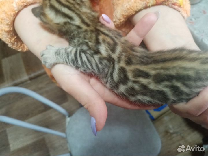 Продам бенгальских котят