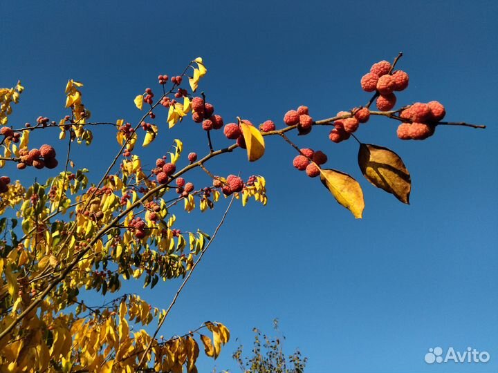 Кудрания (клубничное дерево), саженцы
