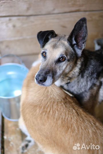 Классный взрослый пёс мечтает о своем доме
