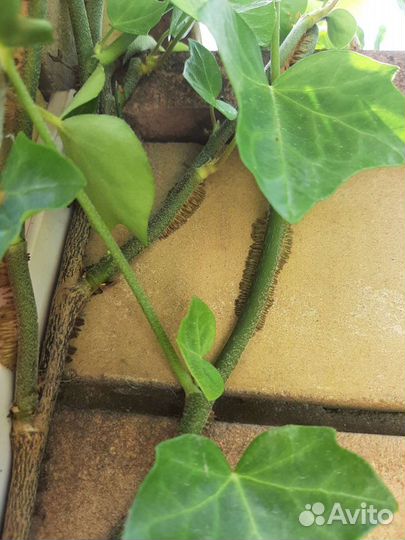 Плющ ирландский вечнозеленый