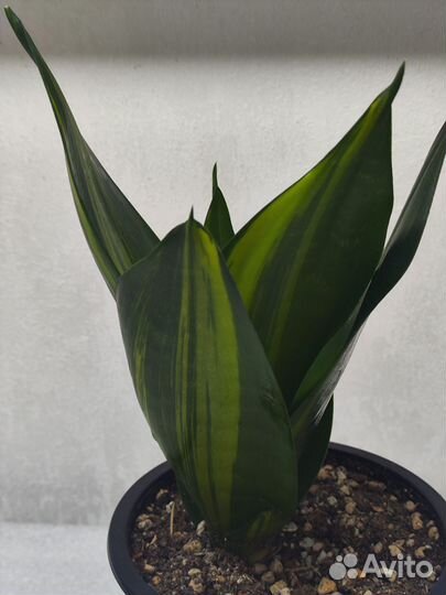 Сансевиерия Ханни Грин Мулд Стриата