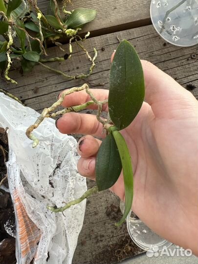 Орхидея детка