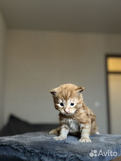 Котята мейн-кун