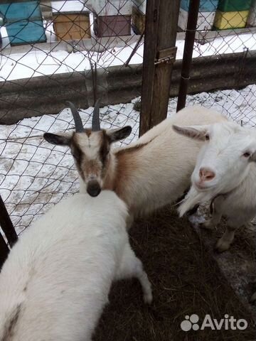 Козочки козы