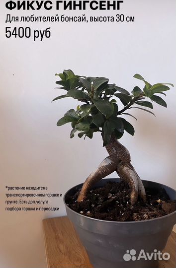 Растения комнатные: драцена, лирата