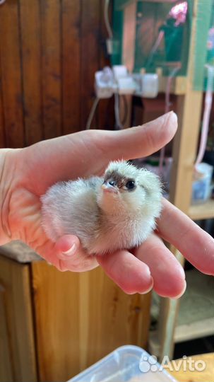 Амероукана цыплята суточные