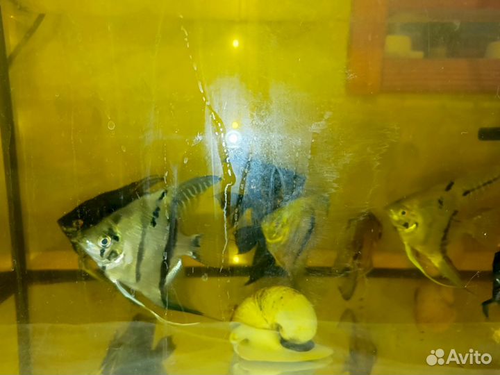 Аквариумные рыбки Мраморные Скалярии