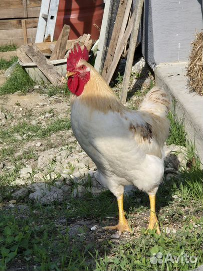 Молодой петух