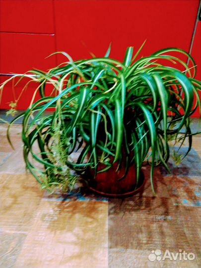 Хлорофитум