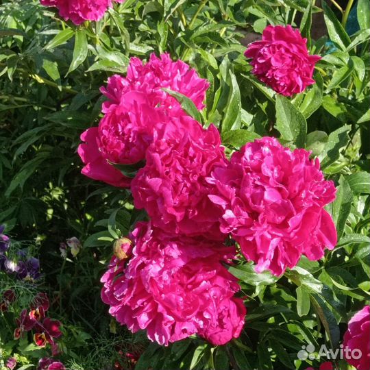 Корни пиона Сара Бернар и другие