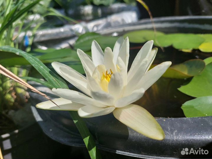 Водная Лилия (Нимфея)