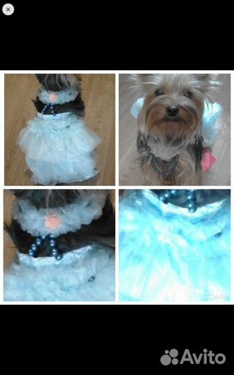 Одежда для собак