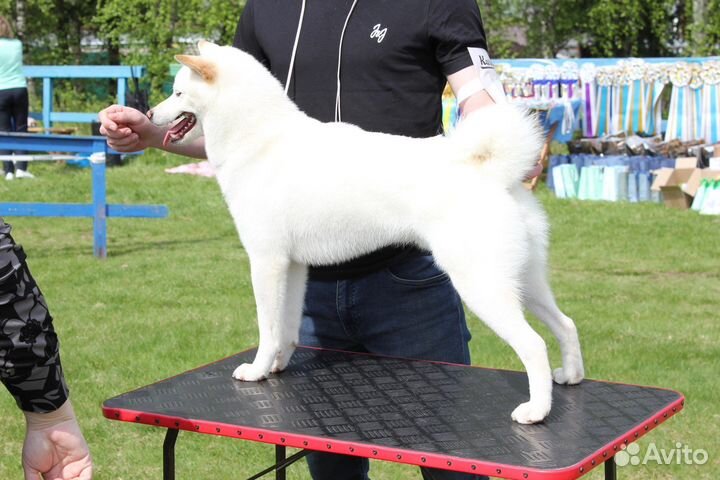 Вязка сиба ину