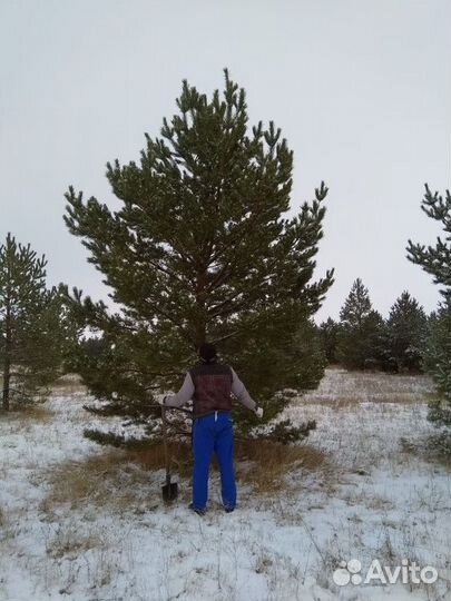 Сосна обыкновенная, крупномер