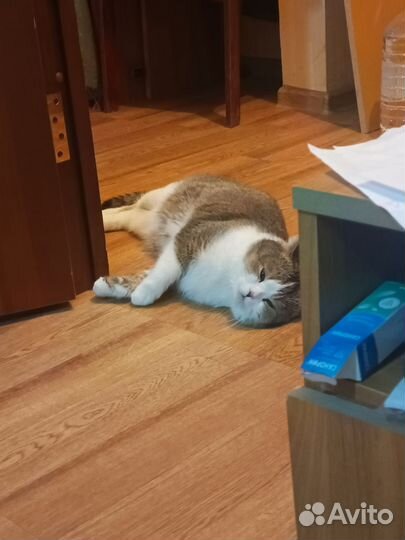 Возьмите кота в добрые руки
