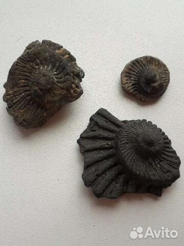 Окаменелости аммониты набор