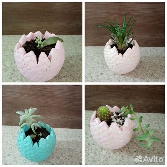 Кашпо из гипса с суккулентами