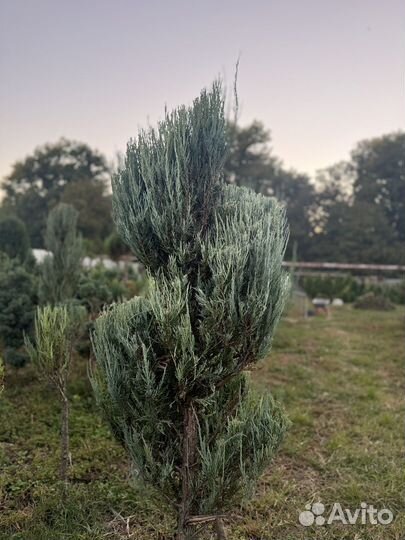 Можжевельник