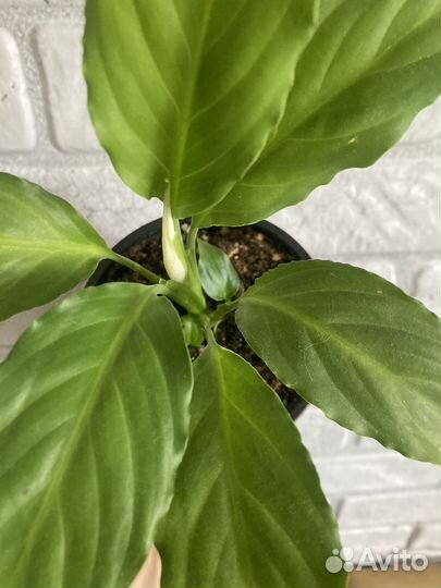 Спатифилум