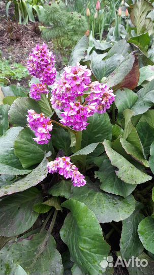 Садовые многолетники