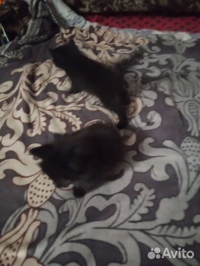 Отдам котят в добрые руки два кота и и одна кошка