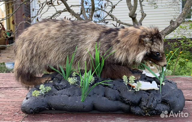 Чучело енотовидной собаки