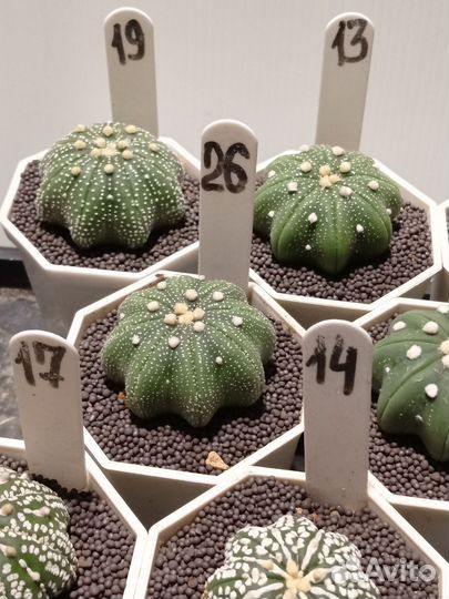 Астрофитум Звездчатый Стар Шейп 7 см горшок