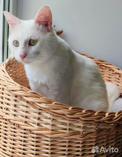 Кот Батон