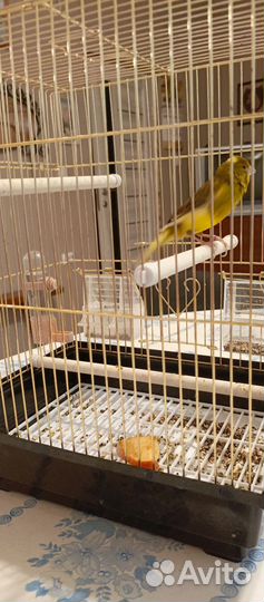 Кенар 2022 года