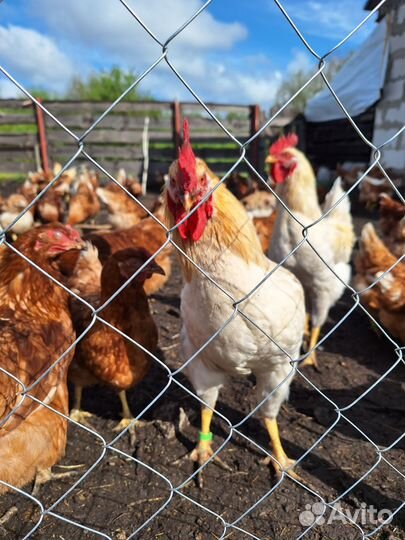 Молодые петухи