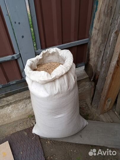 Зерно пшеница