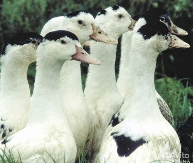 Мясо уток и индоуток