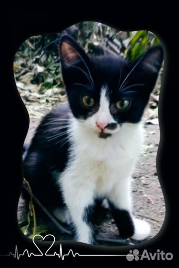 Котята для удаленщиков и фриланс