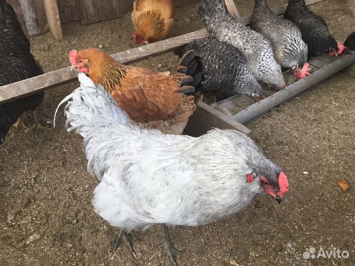 Инкубационное яйцо