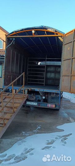 Грузоперевозки, услуги скотовоза, зерновоза