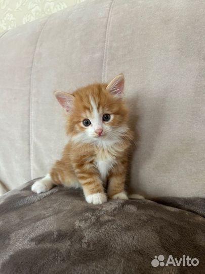 Котята курильский бобтейл